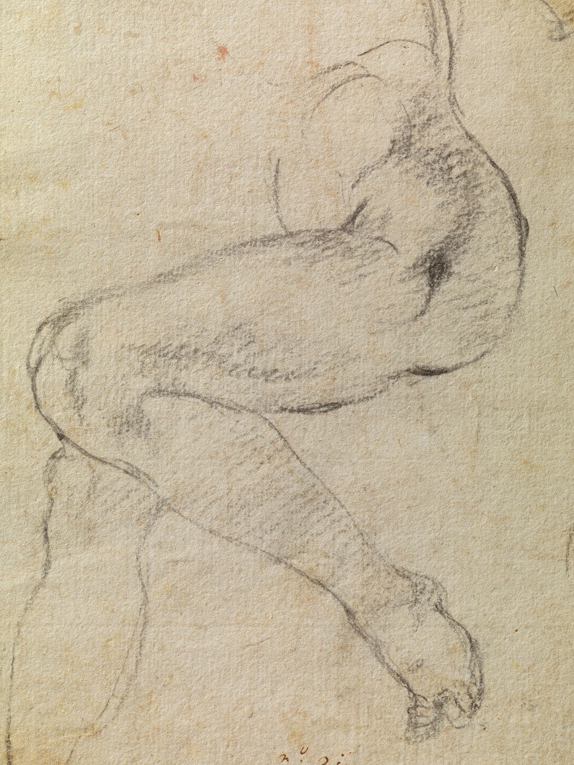 Michelangelo's black chalk studies of a muscular seated figure, drawn from multiple angles on one page